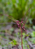 Acianthus caudatus Mayfly Orchid(c)